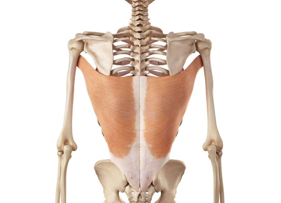 muscolo dorsale