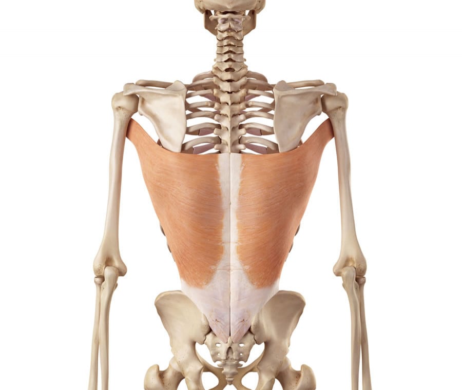 muscolo dorsale